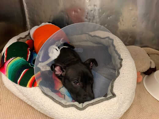 Three-month-old puppy recovering after being lit on fire with blowtorch