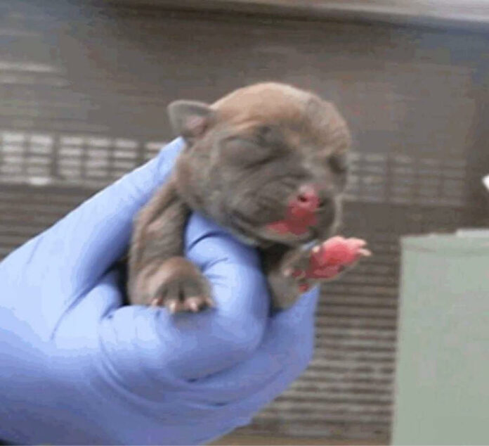 Houston shelter orders 10 newborn puppies with no mother to be euth’ed