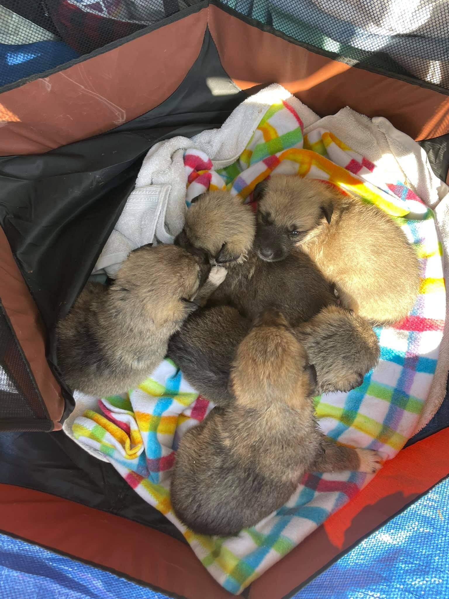Someone tried to dock tails and claws on one-month-old puppies before dumping them on the side of a road