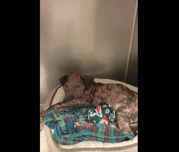 puppy-a5438561