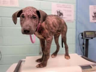 puppy-a54385611