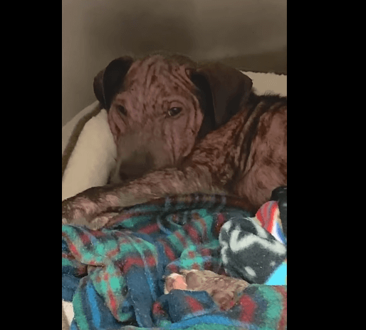 Two-month-old German shepherd stray comes into shelter with awful skin condition