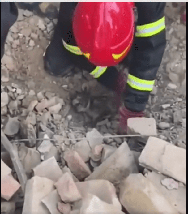Ukrainian police rescue puppy buried in rubble after Russian shell attack