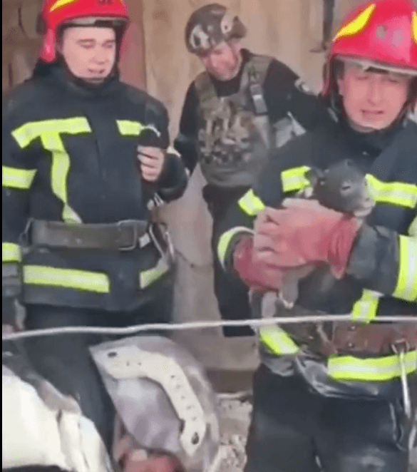puppy-donetsk