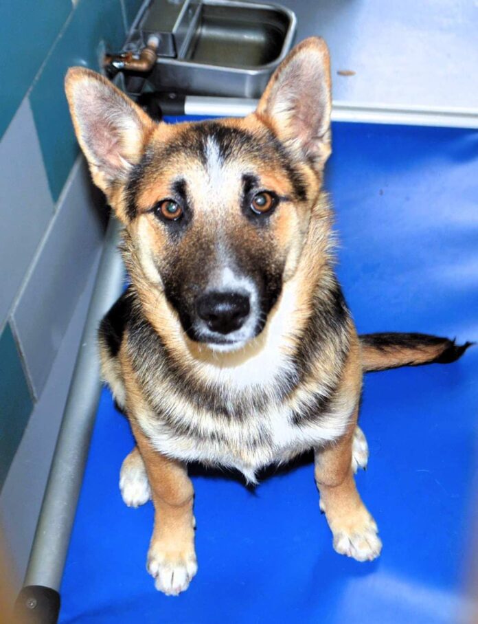 Sweet German shepherd puppy slated to be euth’ed due to catching treatable cold at shelter