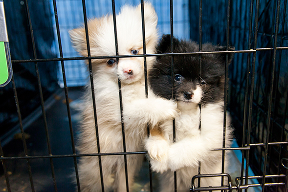 Puppy mill puppies
