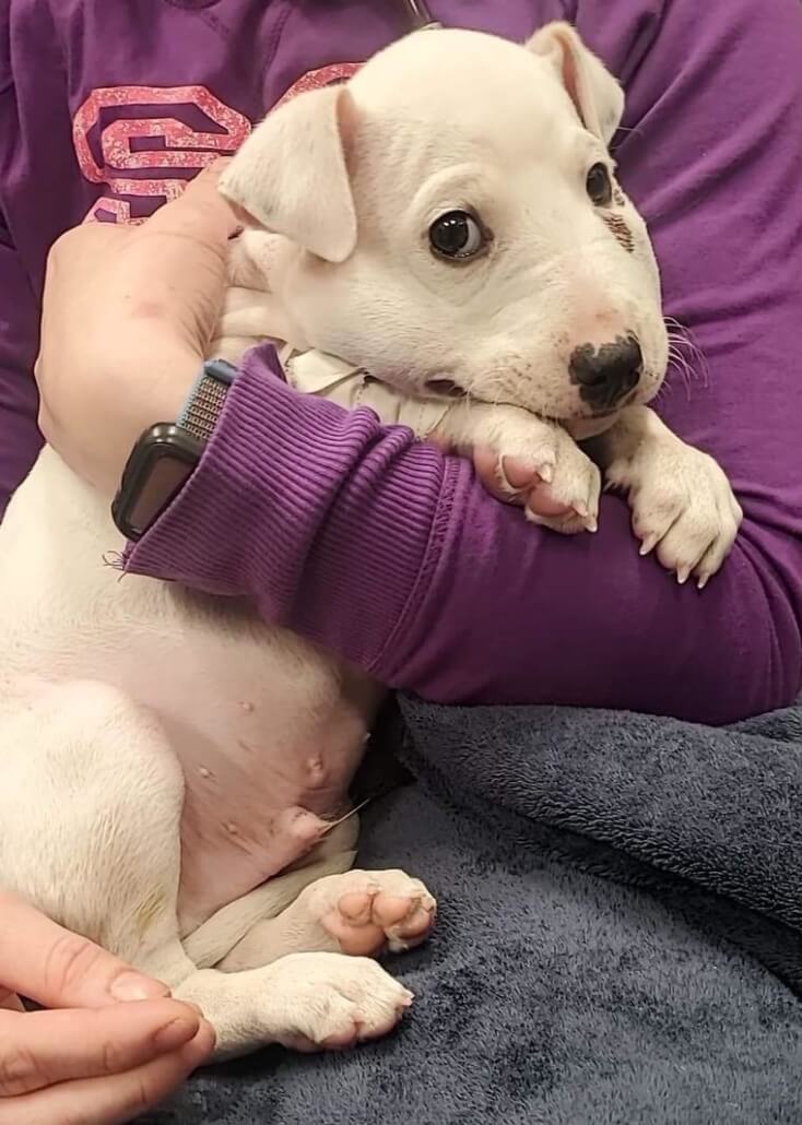 puppy-snake-bite-1-734x1030-1