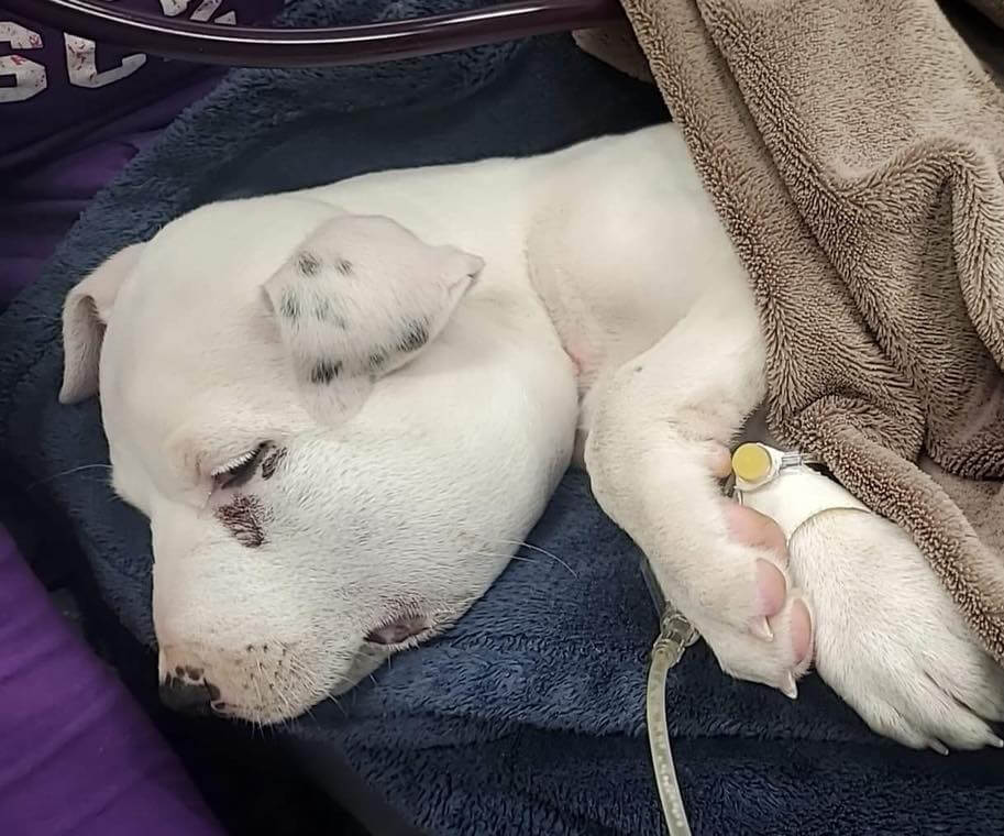 puppy-snake-bite-2