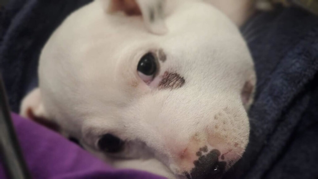 puppy-snake-bite-4-1030x579-1