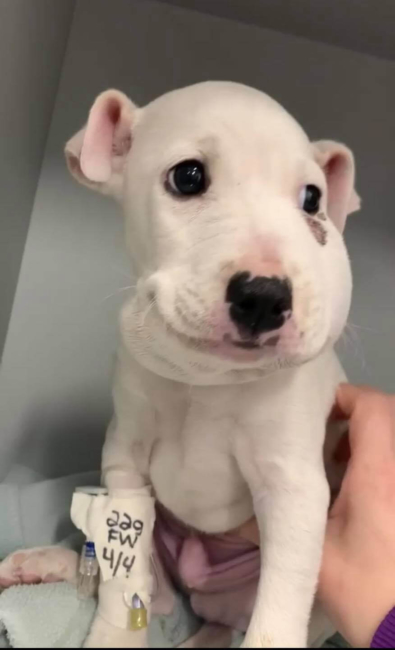 Puppy bitten by rattlesnake receiving life-saving treatment