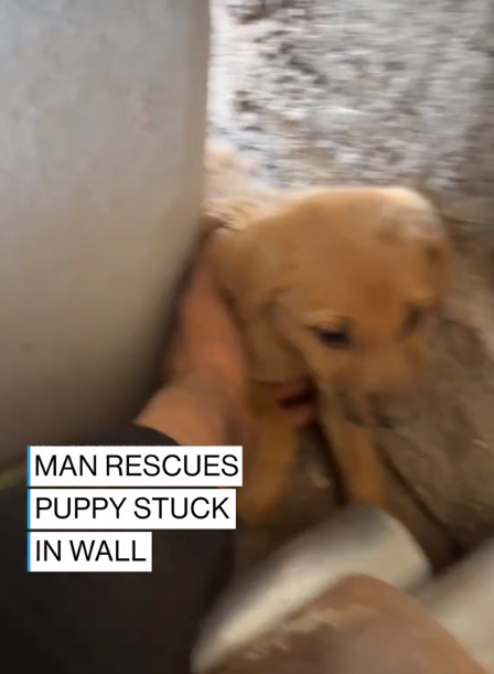 Hero uses hammer and chisel to rescue puppy wedged behind wall