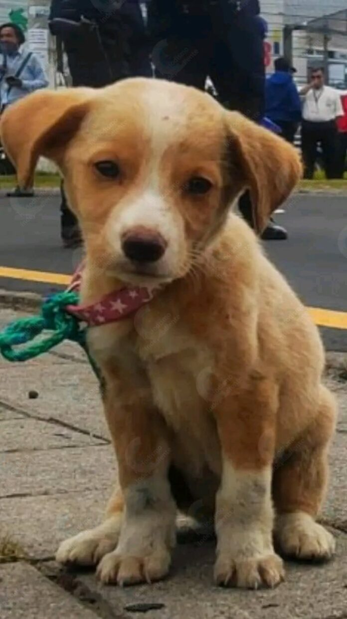 Loyal puppy ‘Boots’ refused to leave the spot where his owner died in a motorbike accident
