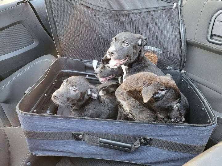 Pups in suitcase