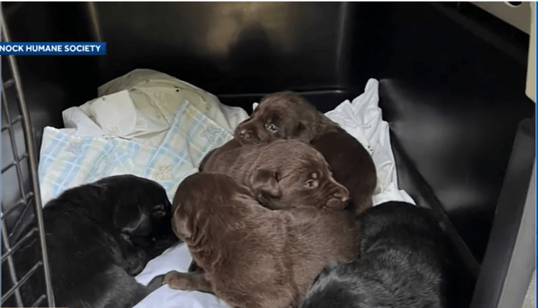 pups