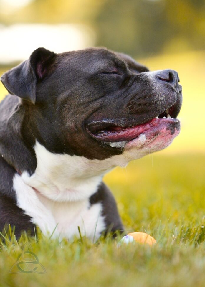 Pursuit the dog 2