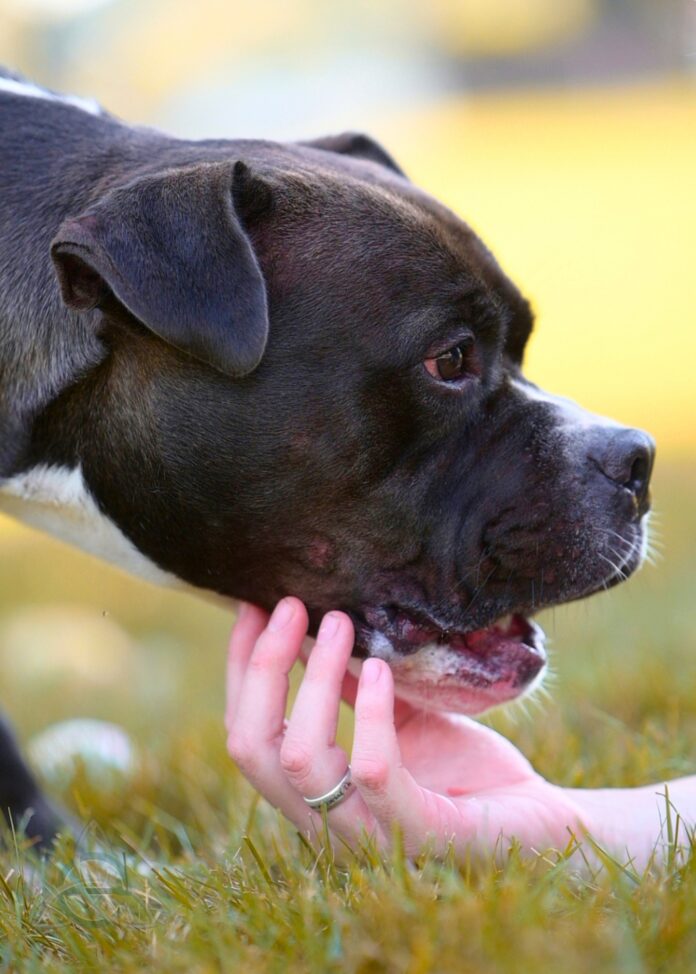 Pursuit the dog 3