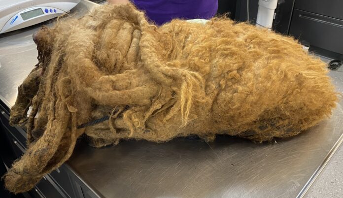 Hudson Valley man charged with animal cruelty after starving and matted dog found at home