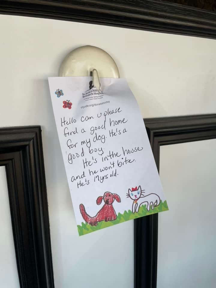 Q the dog