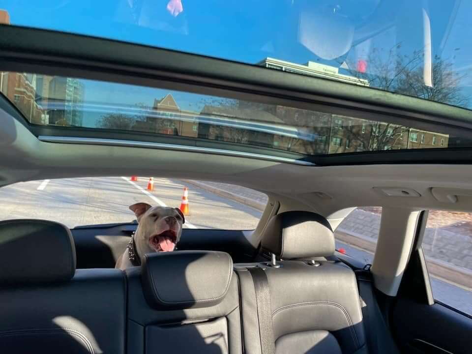 q-the-dog3