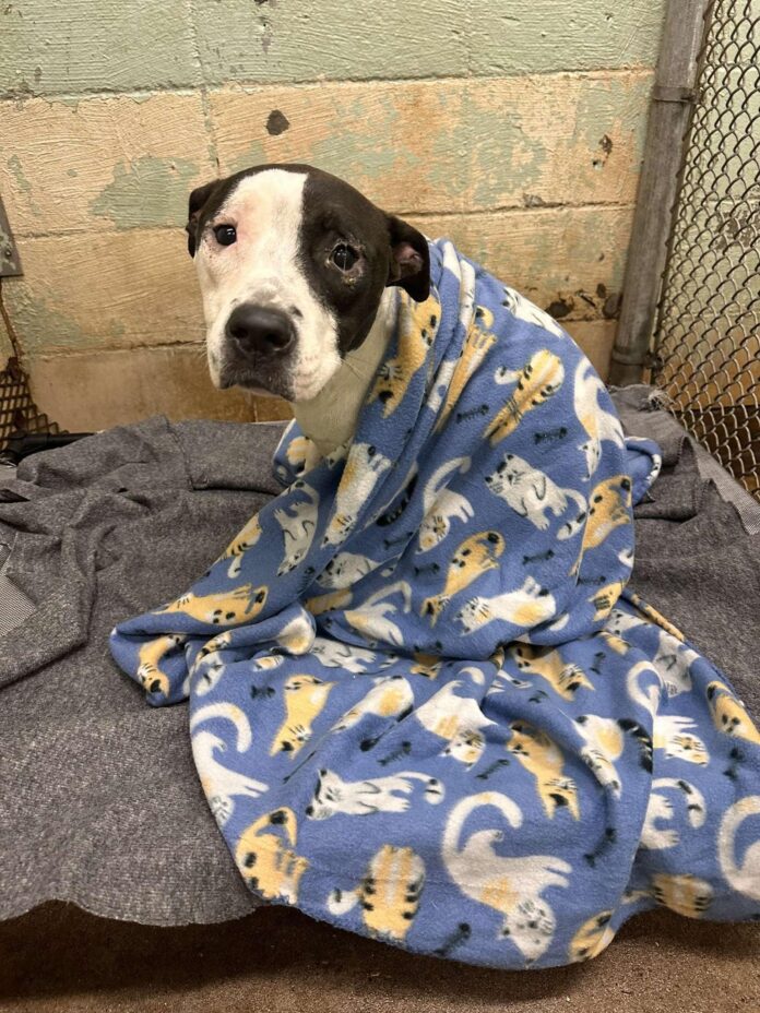 ‘Saddest dog ever met’: People threw trash at her in street but rescue arrived just in time