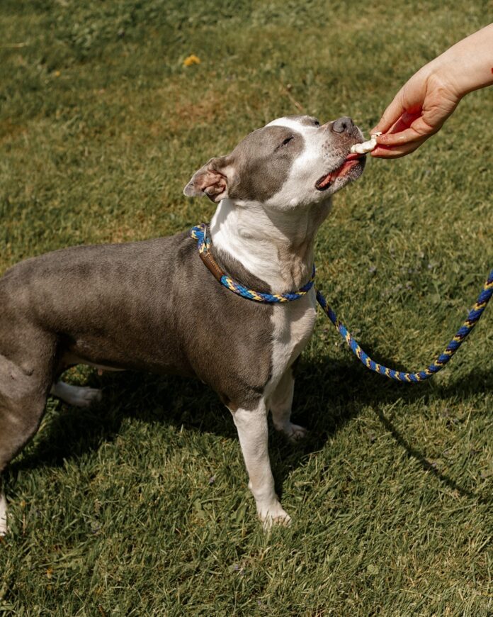 Heartbroken family treated beloved dog to cheeseburger before emotional surrender at shelter