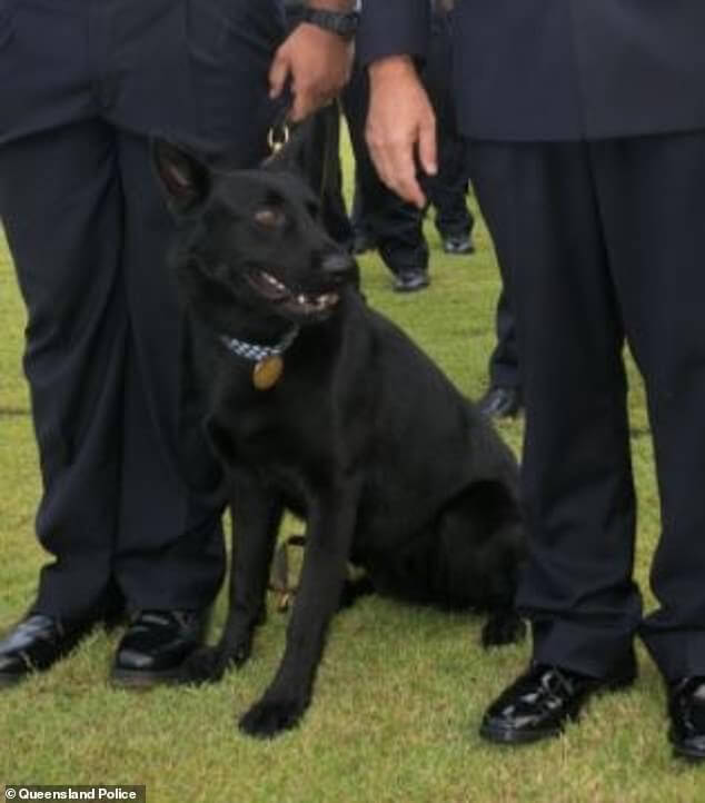 Lost police dog is reunited with his handler