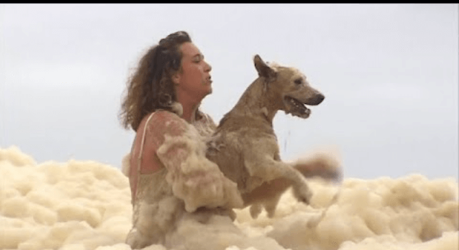 Dog at Queensland beach lost in huge sea foam rescued by onlookers