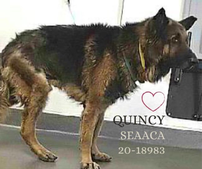 Senior dog’s journey should not end alone and scared at crowded shelter