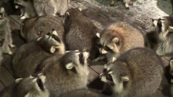 raccoon-mob-2