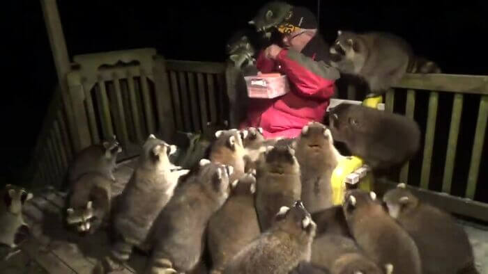 ‘Raccoon whisperer’ feeds pack hotdogs as per his late wife’s wish