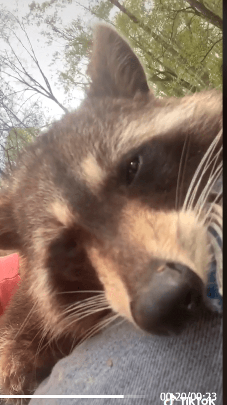 Kind man saves raccoon from being chased by his dog and no one expected the hugs
