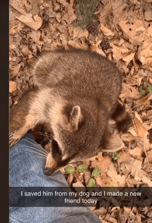 raccoon-saved-from-dog