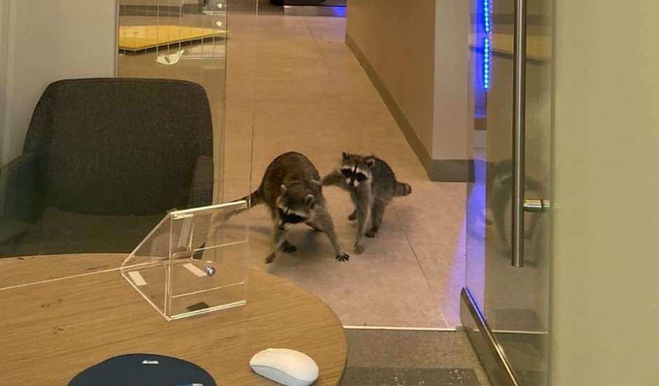 Raccoons break into bank