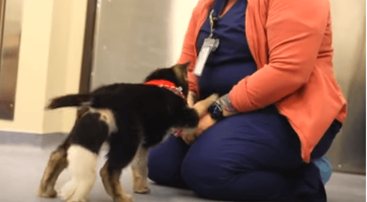 German shepherd born with 6 legs and extra reproductive organs now a healthy seven month old pooch