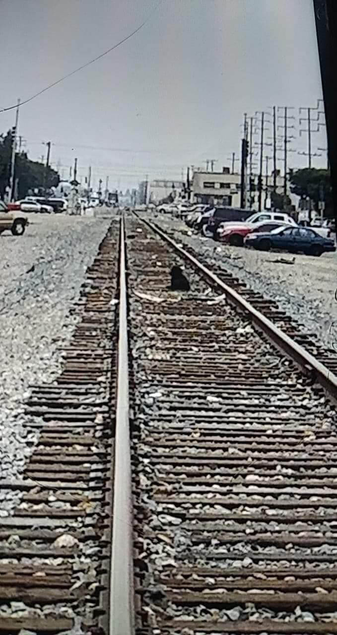 Stray pup sat in the middle of train tracks for entire week until someone cared enough to help