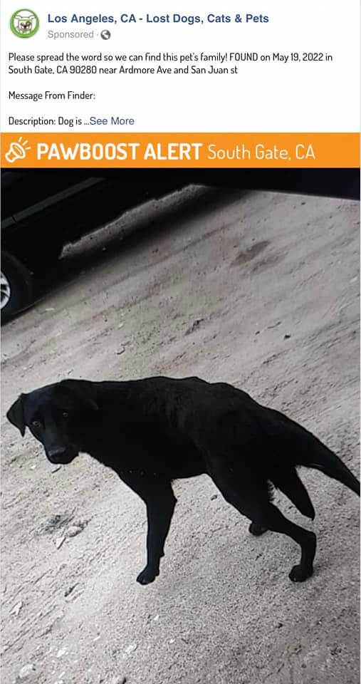 railroad-track-dog3