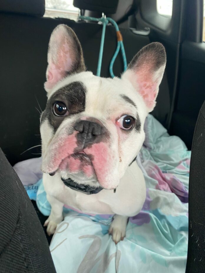 Ralphie 1