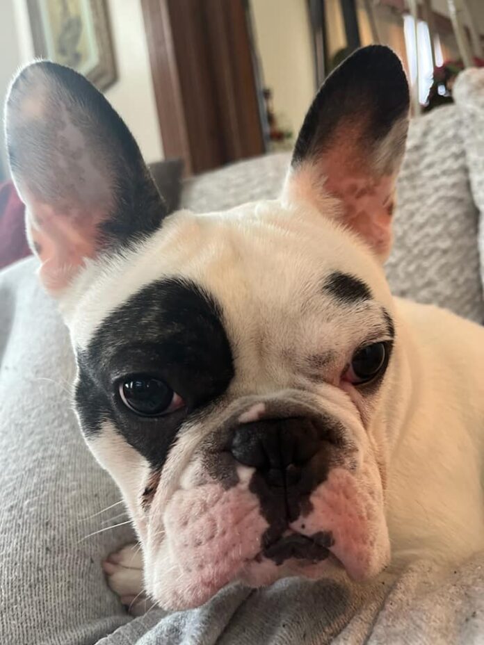 UPDATE: ‘Fire breathing demon dog’ has found perfect home with perfect new mom