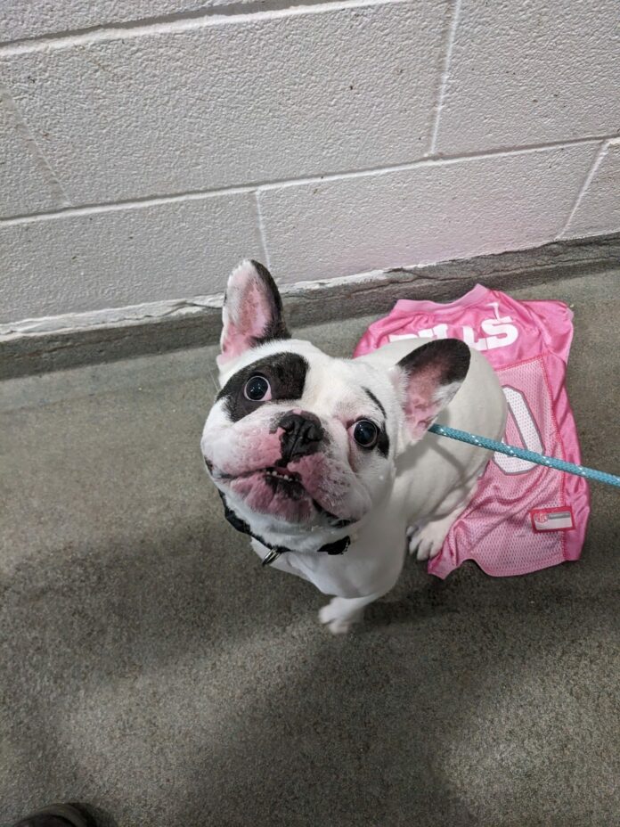 UPDATE: ‘Fire breathing demon dog’ Ralphie making progress with his training