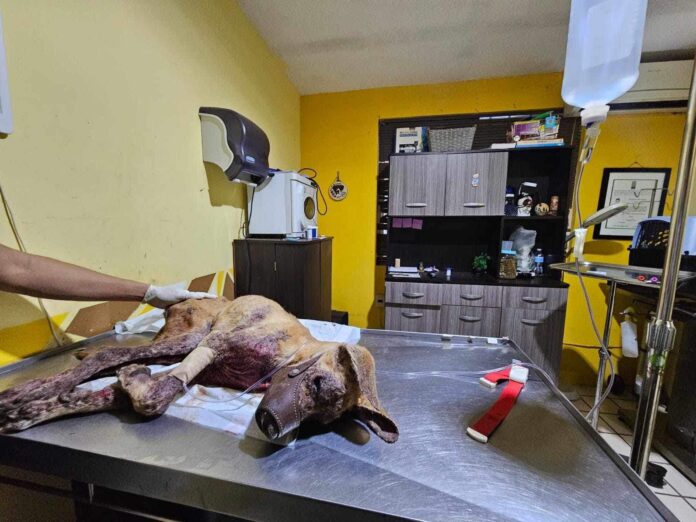 Christmas miracle needed for seriously injured dog tossed out of truck