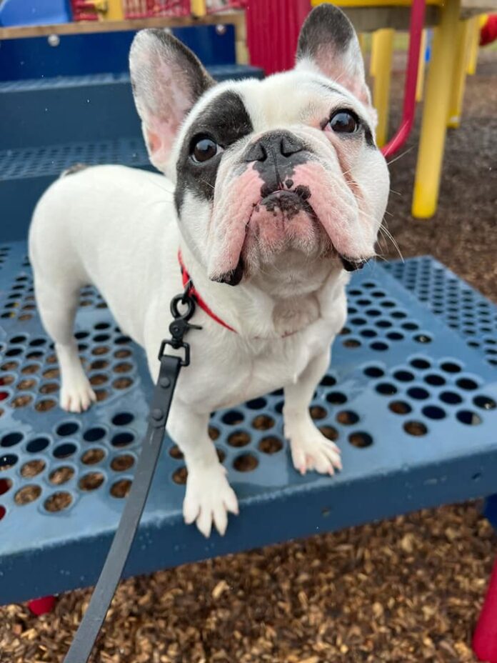 Ralphie's charm 1