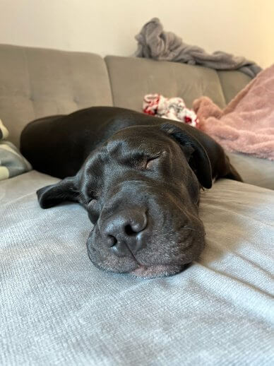 ‘Rambo’ had a bad day in the dog park and now he is slated to die at NYC shelter