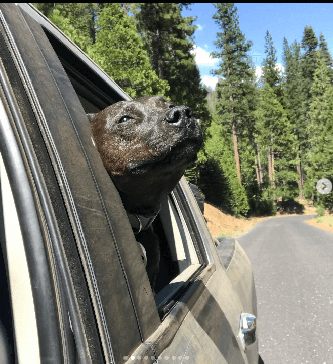 Woman tenderly grieves the last moments with dying dog in heartbreaking video