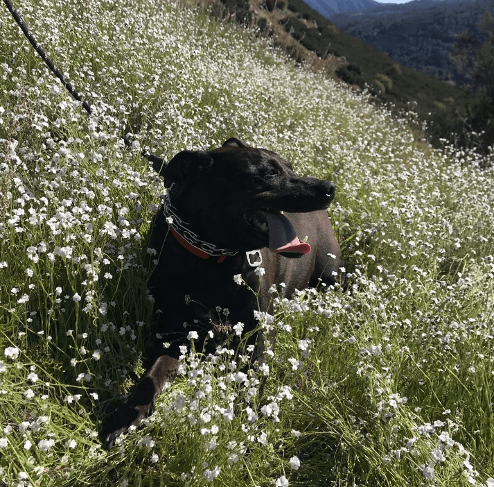 ranger-pit