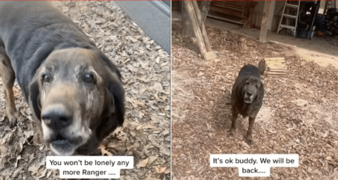 Dog left behind when woman purchased home in Texas becomes TikTok’s favorite senior pooch