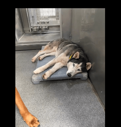 Not much time left to save Ranger’s life at overcrowded California shelter