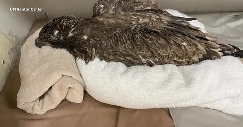 13 bald eagles poisoned by eating remains of euthanized animals: 3 bald eagles have died