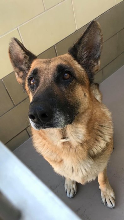 German shepherd’s owner never came for her even with her microchip