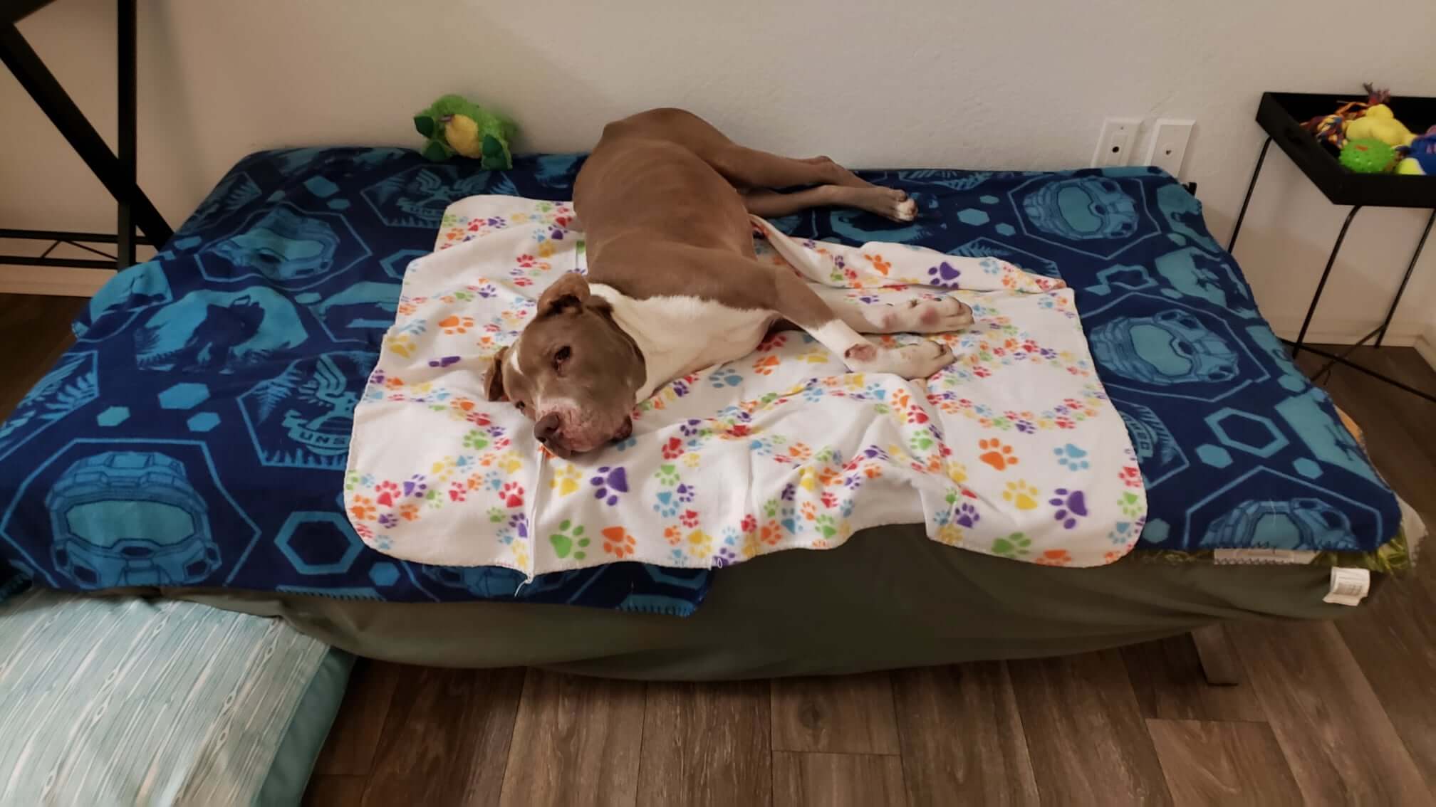 Rascal spent 222 days watching other dogs at shelter get adopted: Today he found his human and his home