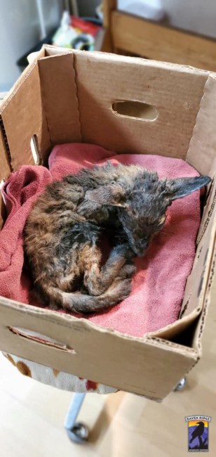 Baby fox covered in tar found on Pennsylvania railroad tracks